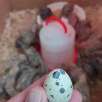 پیش فروش جوجه بلدرچین|حیوانات مزرعه|خوانسار, |دیوار