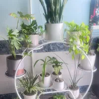 گل آپارتمانی