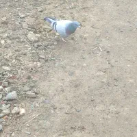 کبوتر سبز المان