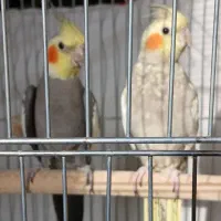 جفت عروس هلندی