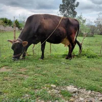 گاو جرسی ۸ ماه به بالا آبستن تلقیح مونت