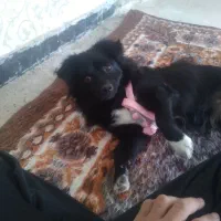 سگ خانگی|سگ|میاندوآب, |دیوار