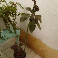 گل وگیاه|گل و گیاه طبیعی|سرپل ذهاب, |دیوار