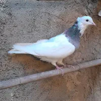 کبوتر طوقی|پرنده|خان ببین, |دیوار