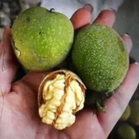 گردو بدون پوست تحویل درب منزل