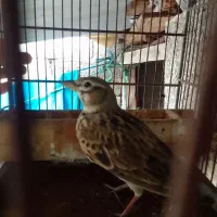 سهره خاکی|پرنده|اسالم, |دیوار