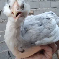 فروش یامعاوضه نیمچه مرغ و خروس گلین لری|حیوانات مزرعه|قائمشهر, |دیوار