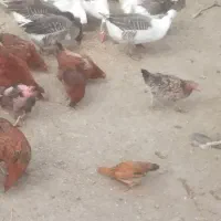 غاز|حیوانات مزرعه|ملایر, |دیوار