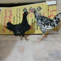 مرغ و خروس گلین