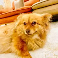 سگ پامرانین