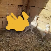 کفتر بوم|پرنده|تربت جام, المهدی|دیوار