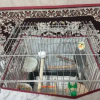 عروس هلندی