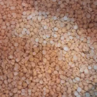 لپه آذرشهر ولوبیا لرستانی ۲۹۰و۳۴۵
