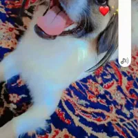 یه سگ ماده واسه فروش دارم|سگ|شادگان, |دیوار