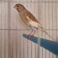 دوعدد ماده قناری ابلغ اهویی جفت خور سهره