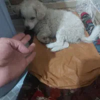 سگ اشپتیز روباهی