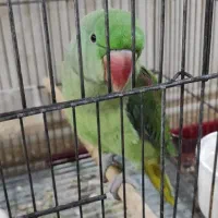 جوجه شاه طوطی۷ ماهه