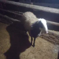 قوچ|حیوانات مزرعه|ضیاء آباد, |دیوار