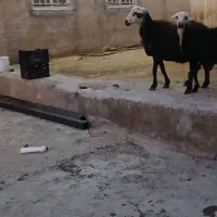 میش بره ماده میش آبستن هستش،پوست گاوی آنتیک