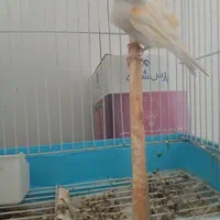 یک عدد قناری  سفید بخون|پرنده|اصفهان, سرشبادران|دیوار