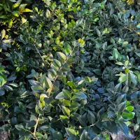 گل یاس و شمشاد|گل و گیاه طبیعی|رامسر, |دیوار