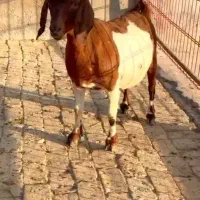 بز بوئر و عمانی|حیوانات مزرعه|کرج, گلشهر|دیوار