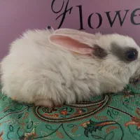 بچه خرگوش|موش و خرگوش|مرودشت, مجد آباد|دیوار