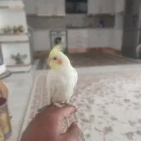 عروس هلندی سخنگو با قفس و متعلقات