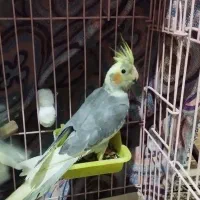 عروس هلندی|پرنده|محمدیه-قزوین, |دیوار