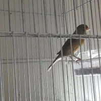 قناری|پرنده|تهران, میرداماد|دیوار