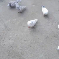 کبوتر آنتیک بلند پرواز