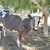گاو جوان