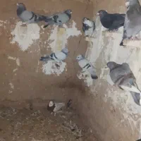 چندتا کفتر نر