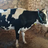 فروش گاوداشتی