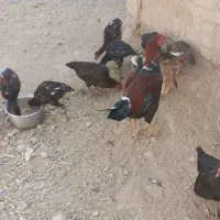 12 تا مرغ و خروس لاری|حیوانات مزرعه|تربتحیدریه, ترمینال|دیوار