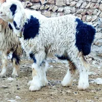 فروش گوسفند  دررباط کریم وحومه