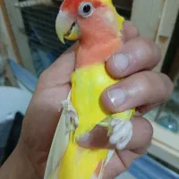 بندر ماهشهر جراحی چمران|پرنده|چمران, |دیوار