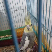 عروس هلندی
