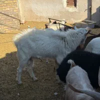 نر بز نژاد ثانن سن 11 ماهه|حیوانات مزرعه|گناباد, |دیوار