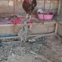 خروس عربی اصل|حیوانات مزرعه|حمیدیه, |دیوار