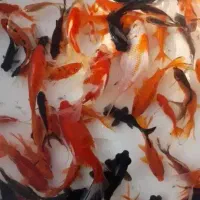 ماهی عید عمده|ماهی|مرزیکلا, |دیوار