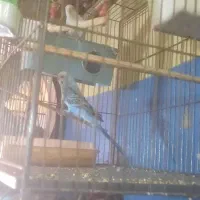 پرنده مرغ عشق|پرنده|کرج, اسلام‌آباد|دیوار