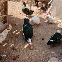 اردک مسکویی بااردک معمولی|حیوانات مزرعه|اردکان, |دیوار