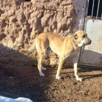 سگ گله ای|سگ|تربت جام, جلگه موسی آباد|دیوار