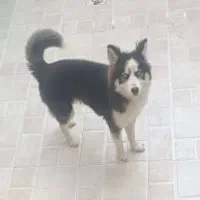 سگ هاسکی ماده مالاموت هفت ماهه سالم با شناسنامه|سگ|رشت, عینک|دیوار