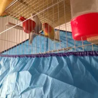 طوطی بزیلی نروماده مولد