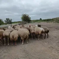 ۲۰راس گوسفند آبستن