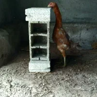 مرغ لاری اصل