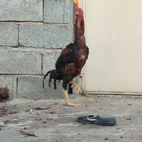 لاری اصل نژاد دار