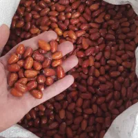 سنجد و هسته سنجد|خوردنی و آشامیدنی|گوگان, |دیوار